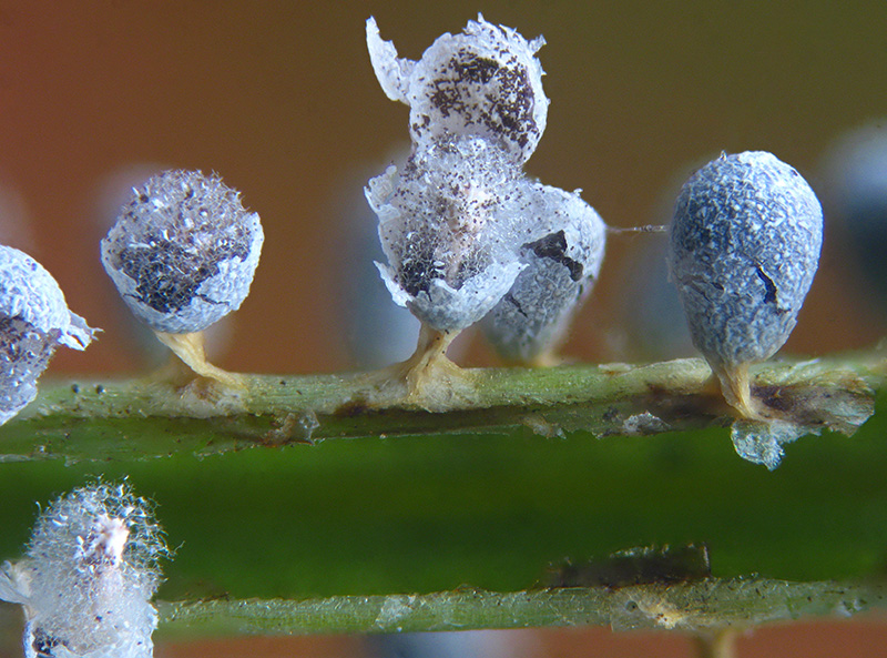 Physarum mutabile